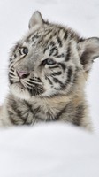 descargar wallpaper de animales